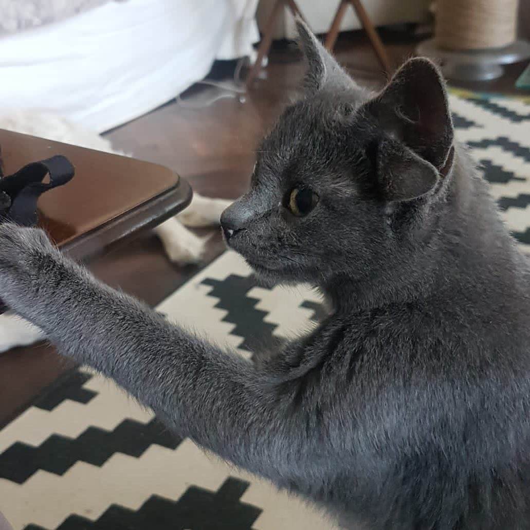 Maca sa čudnim ušima (6).jpg