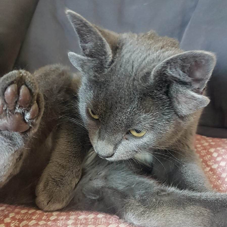 Maca sa čudnim ušima (1).jpg