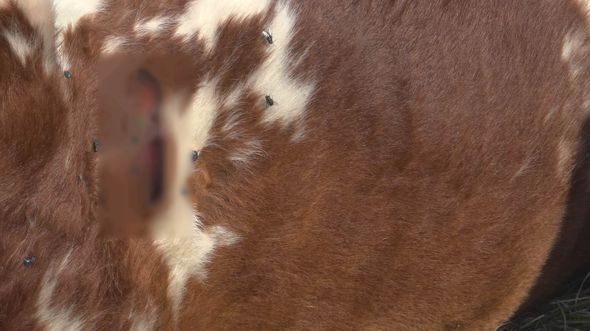 Ubijene životinje (6).jpg