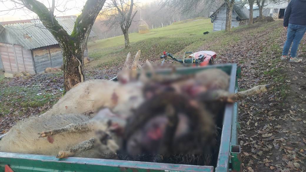 Psi zaklali ovce (1).jpg