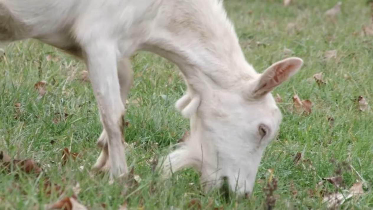 Najveće stado koza (4).png