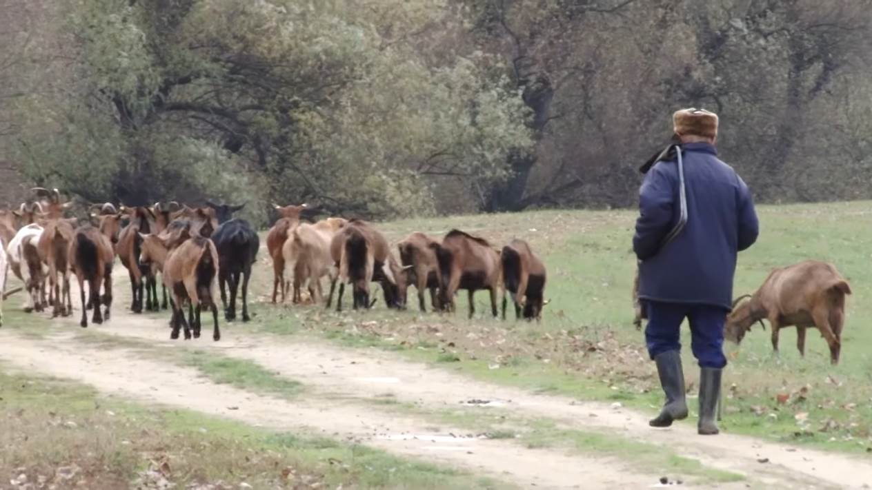 Najveće stado koza (5).png
