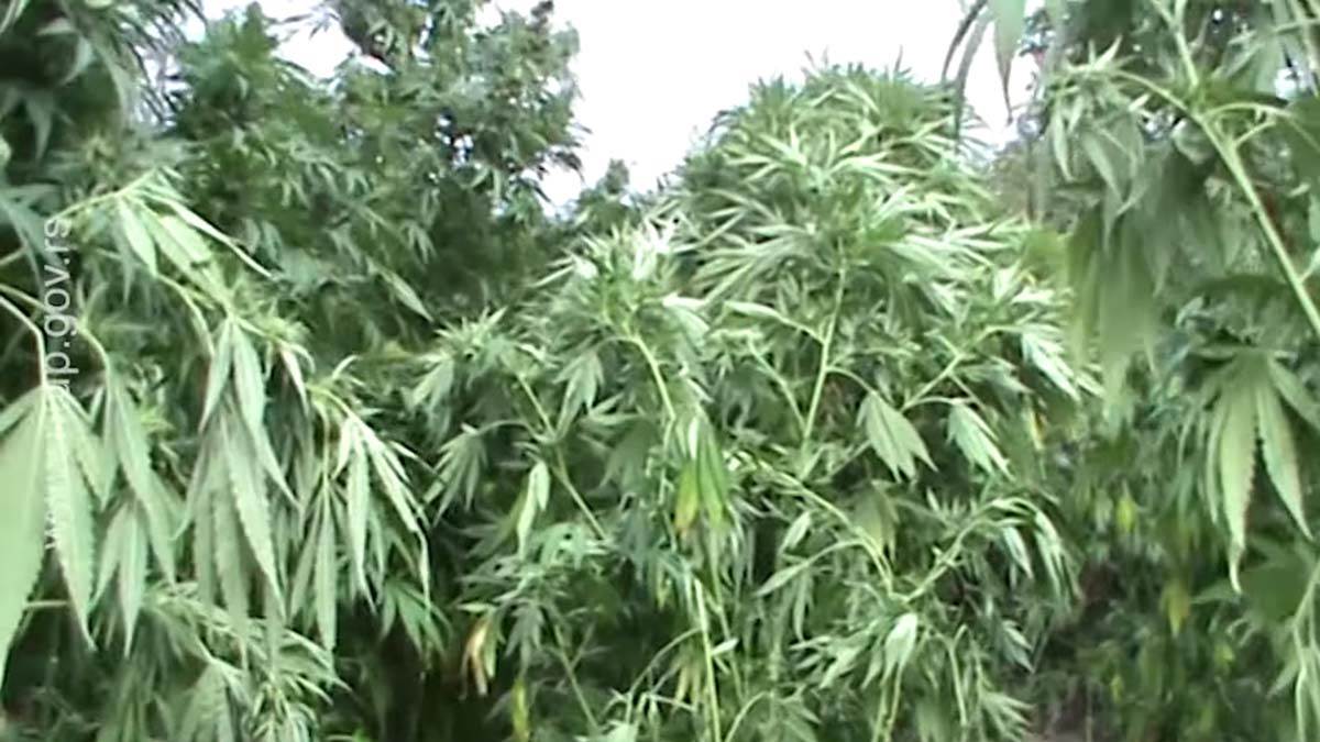 Uhapšeni uzgajivači marihuane u Nišu