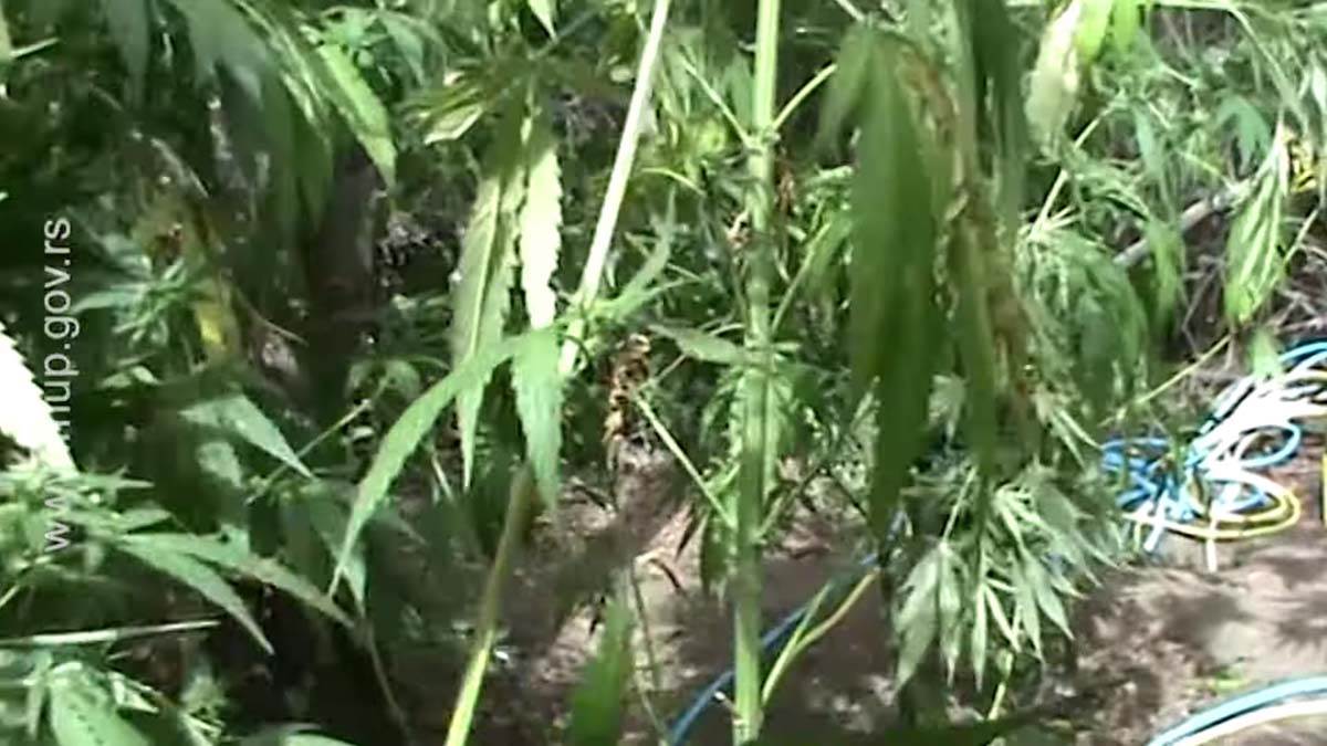 Uhapšeni uzgajivači marihuane u Nišu