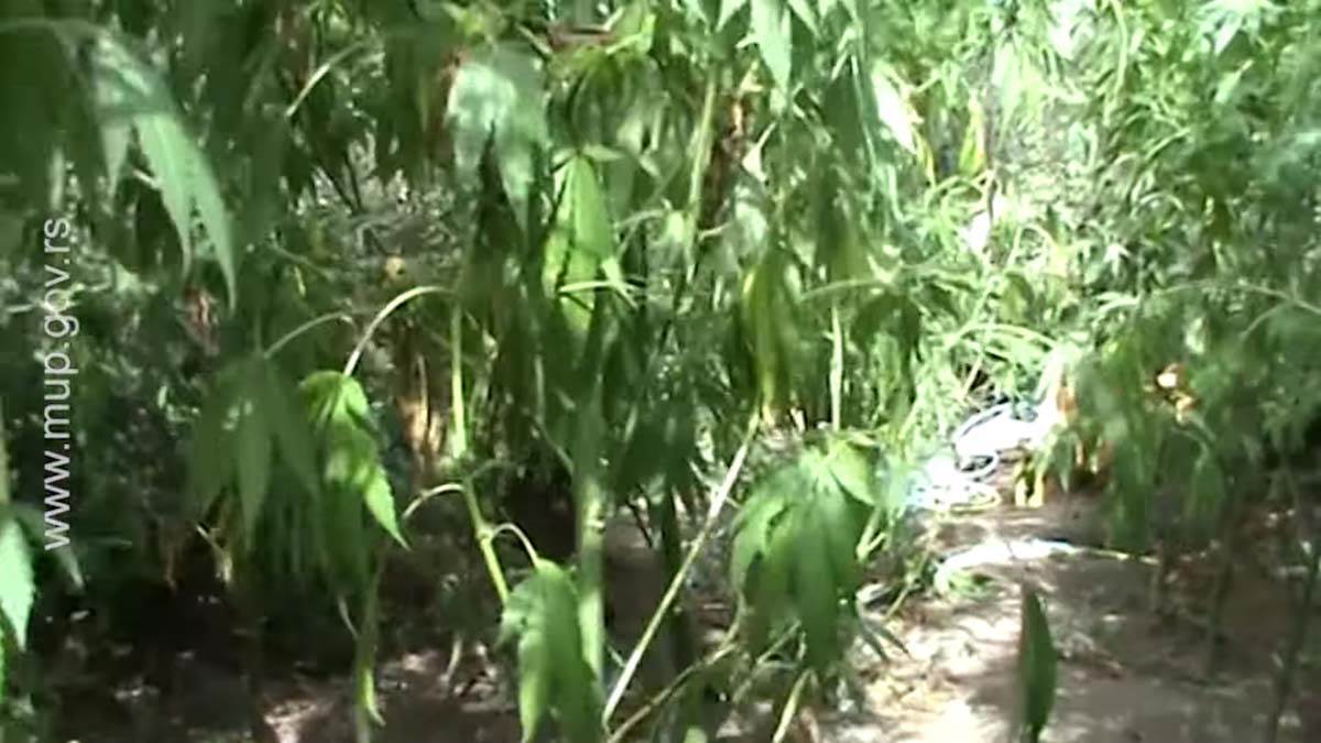 Uhapšeni uzgajivači marihuane u Nišu