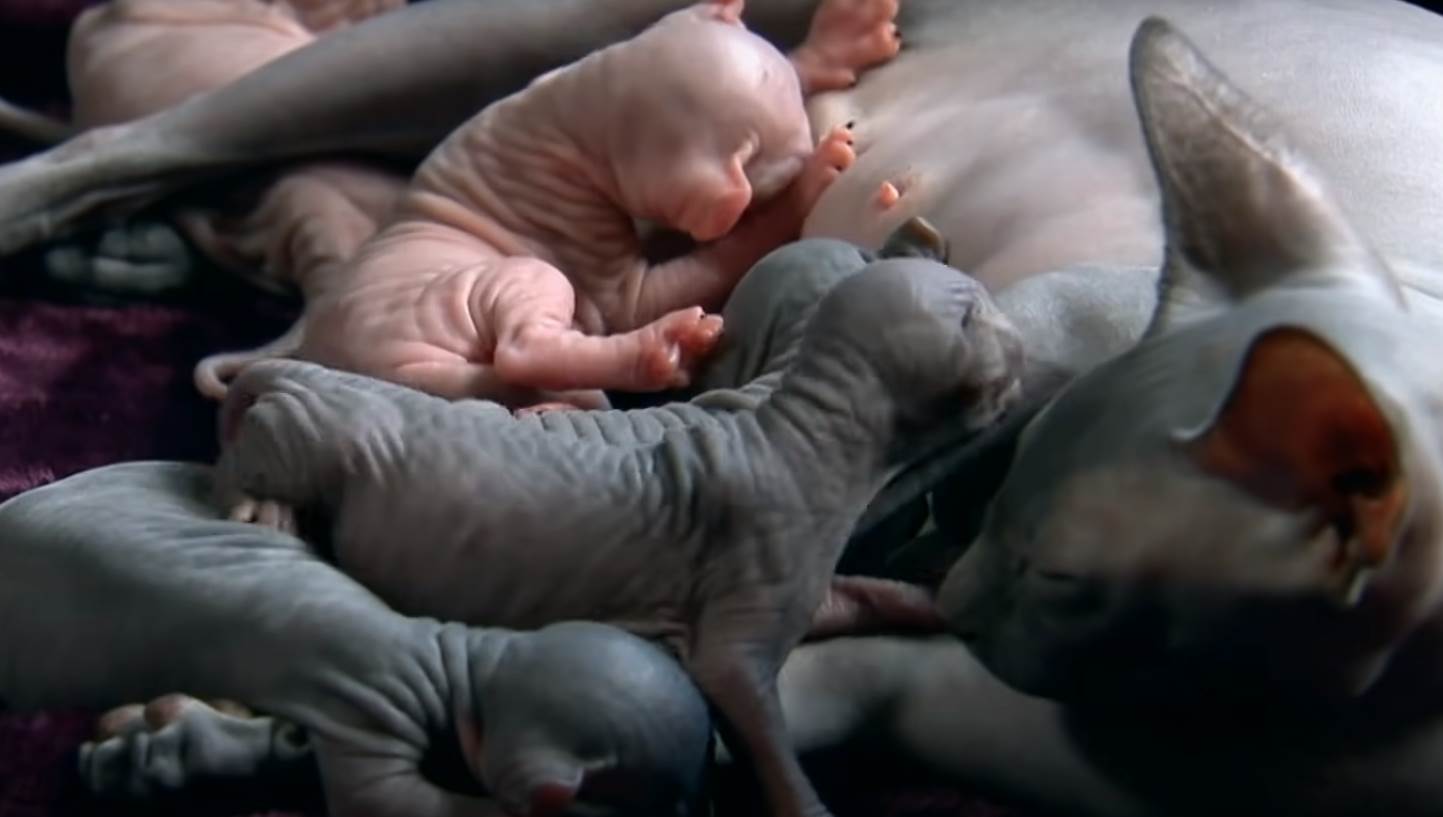 macke bez dlake sfinks6.png