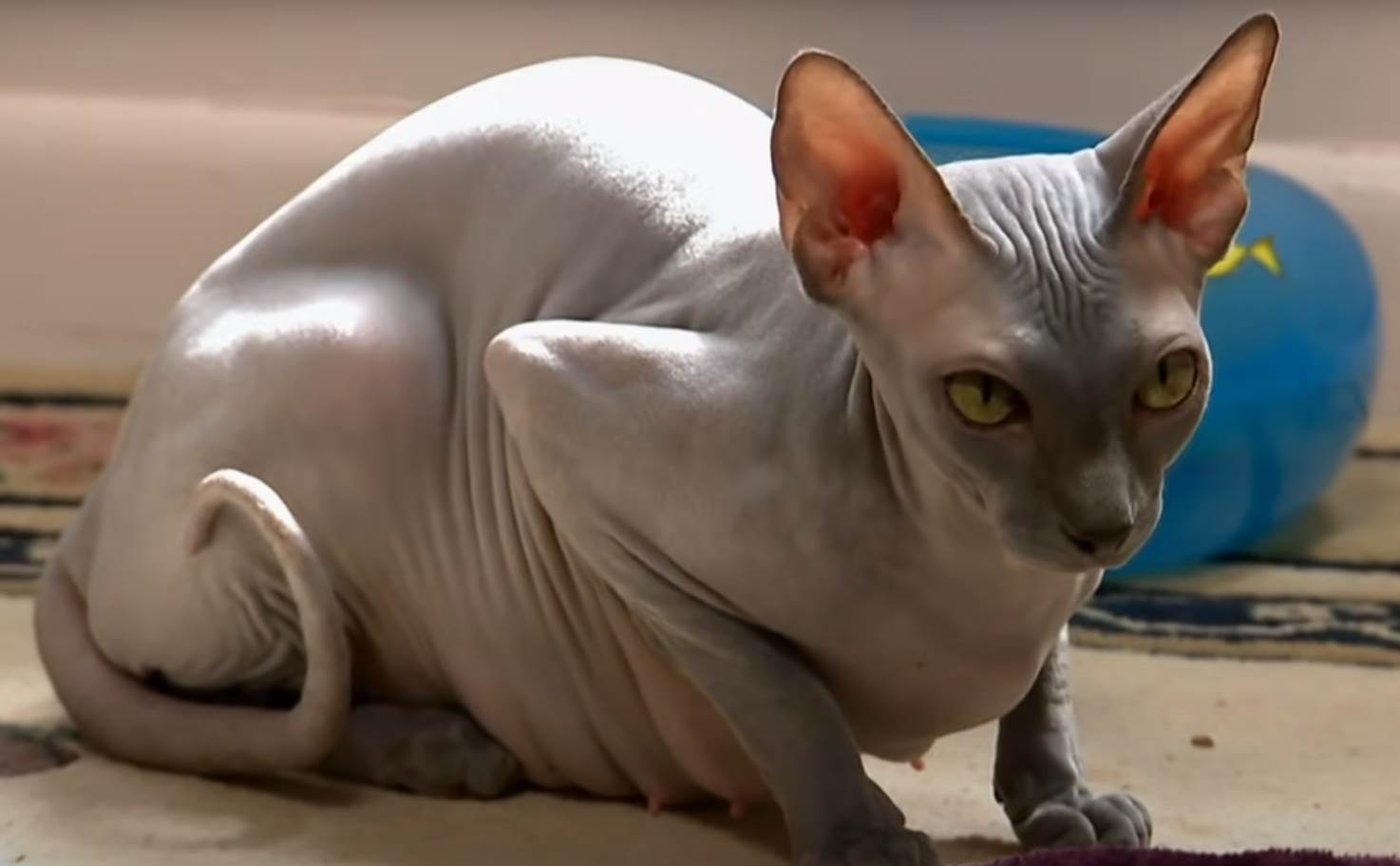 macke bez dlake sfinks5.png