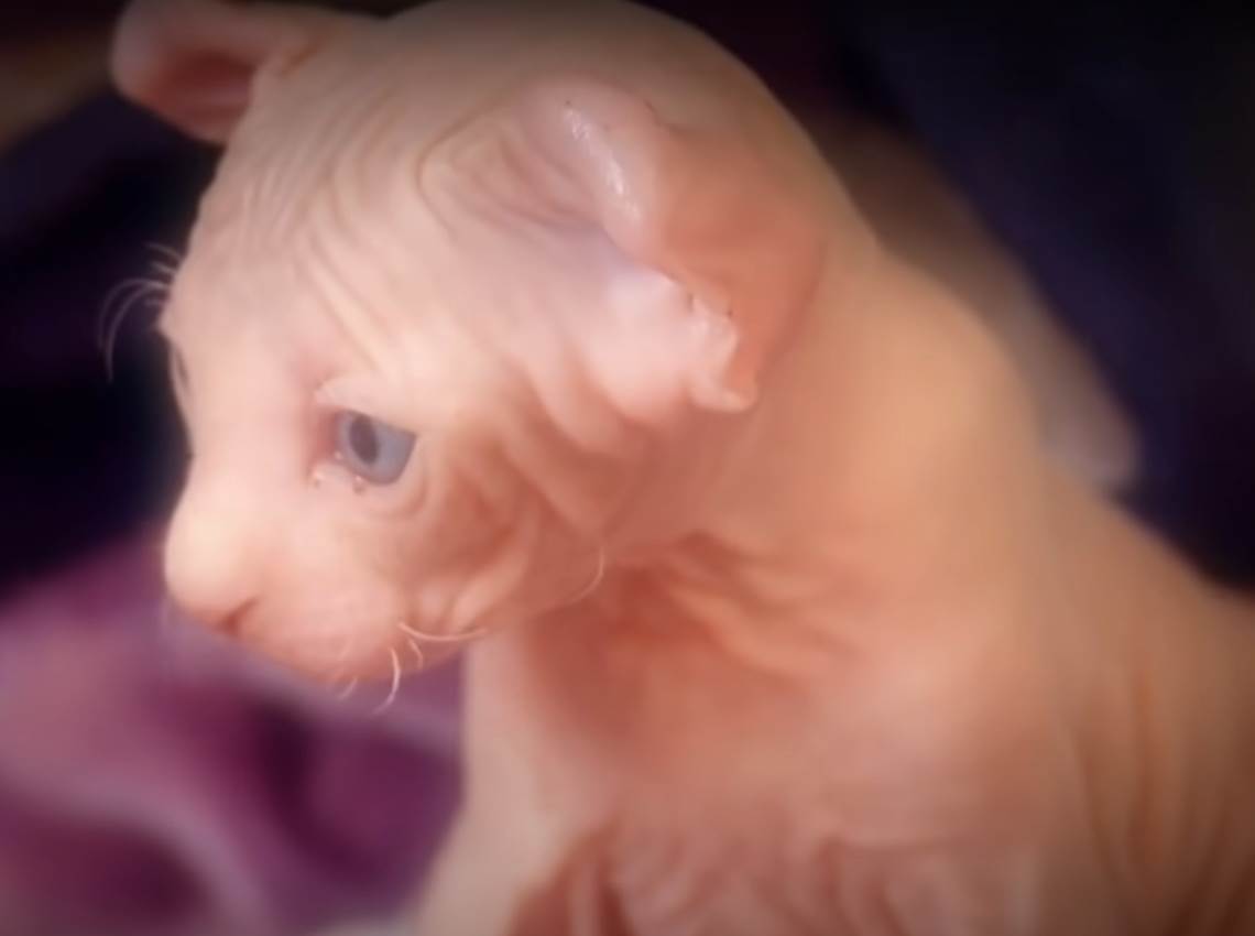 macke bez dlake sfinks4.png