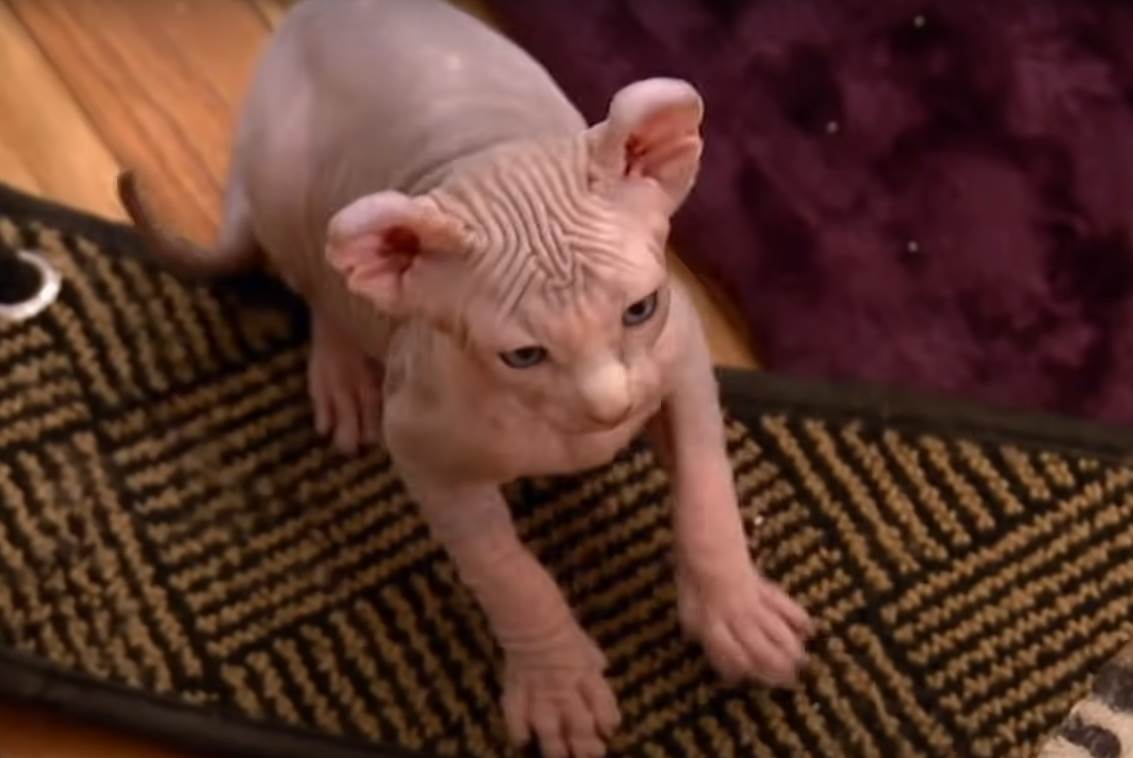 macke bez dlake sfinks2.png