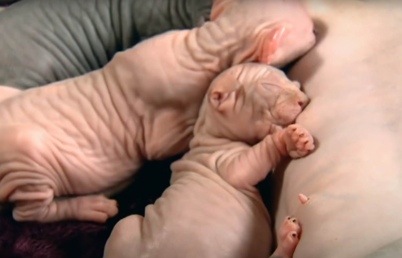 macke bez dlake sfinks1.png