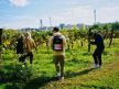 5G smart farming tour hosted at the Nussböckgut vineyard in Linz, Austria.jpg