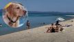 plaža pas letovanje more