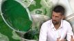 Novak Đoković spirulina alga