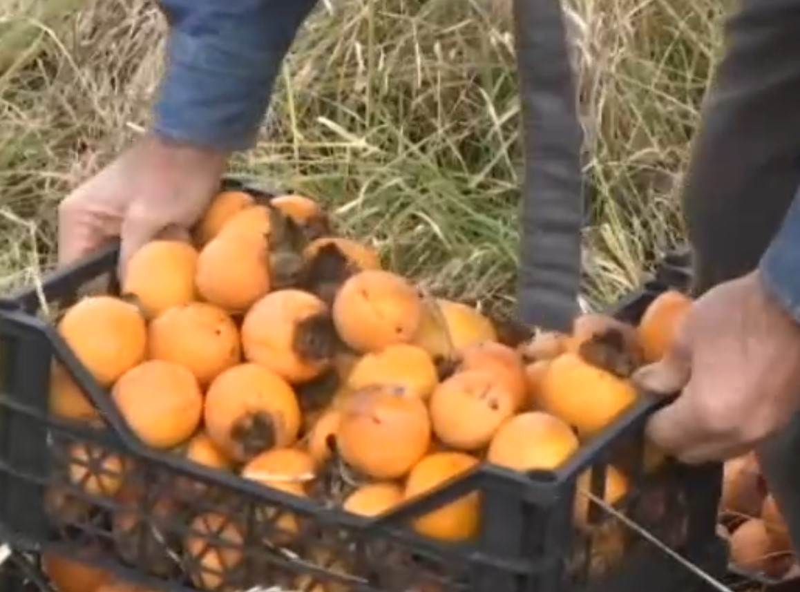 Simo Budimir jabuke 7.jpg