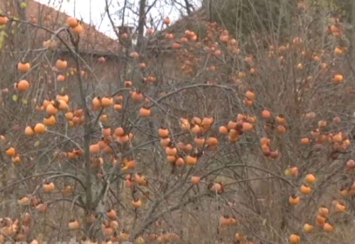 Simo Budimir jabuke 5.jpg