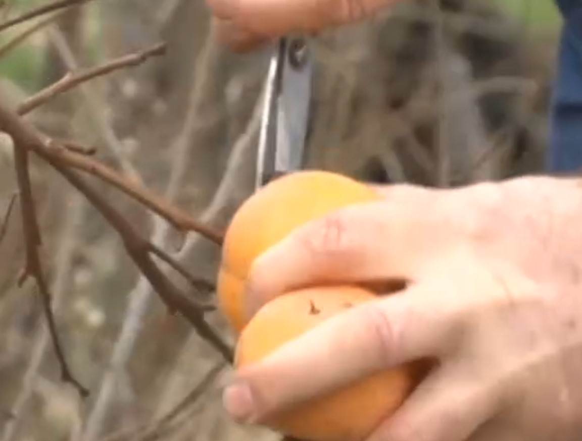 Simo Budimir jabuke 3.jpg