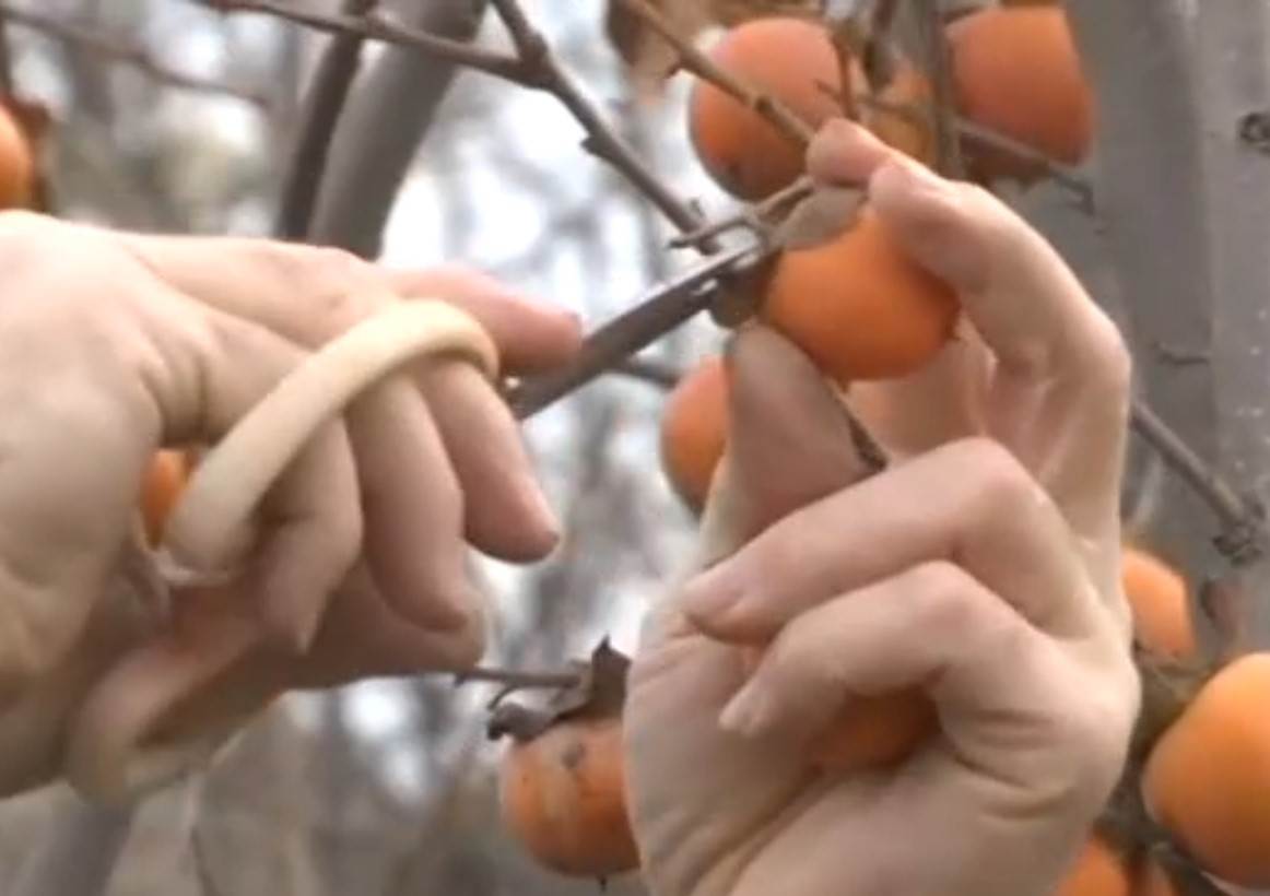 Simo Budimir jabuke 2.jpg