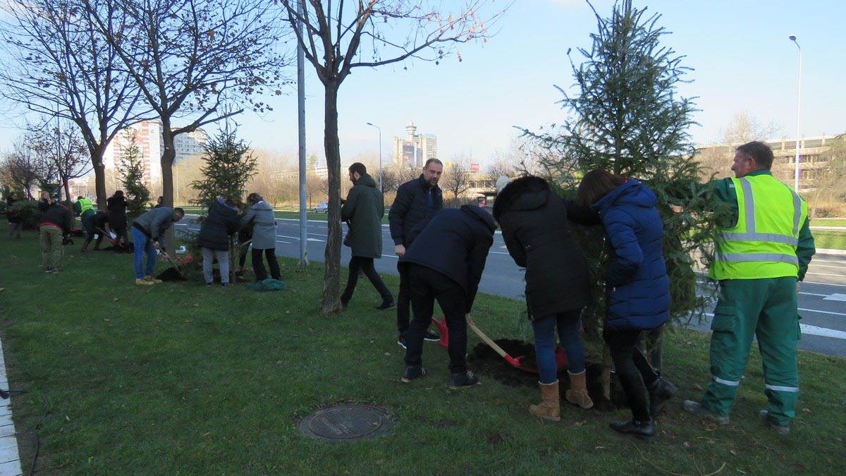 Sadnja Pančićevih omorika 2.jpg