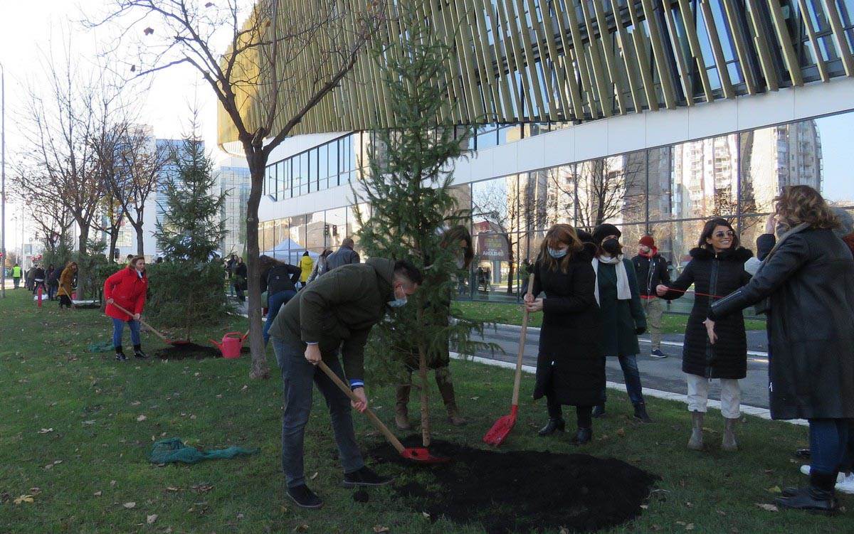 Sadnja Pančićevih omorika 3.jpg