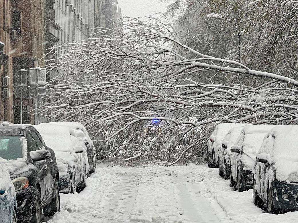 Palo drvo u Kosovskoj  (3).jpg