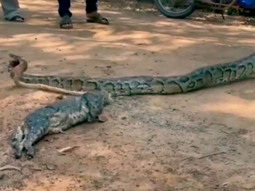 piton ispljunuo macku 5.jpg