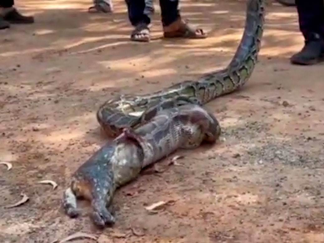 piton ispljunuo macku 3.jpg