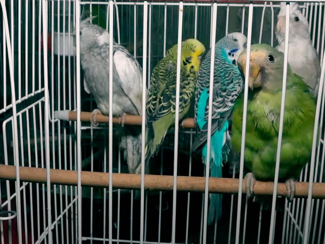 Dragoslav gaji papagaje a evo šta mu kažu svakog jutra