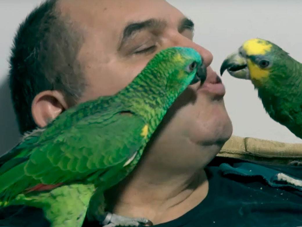 Dragoslav gaji papagaje a evo šta mu kažu svakog jutra