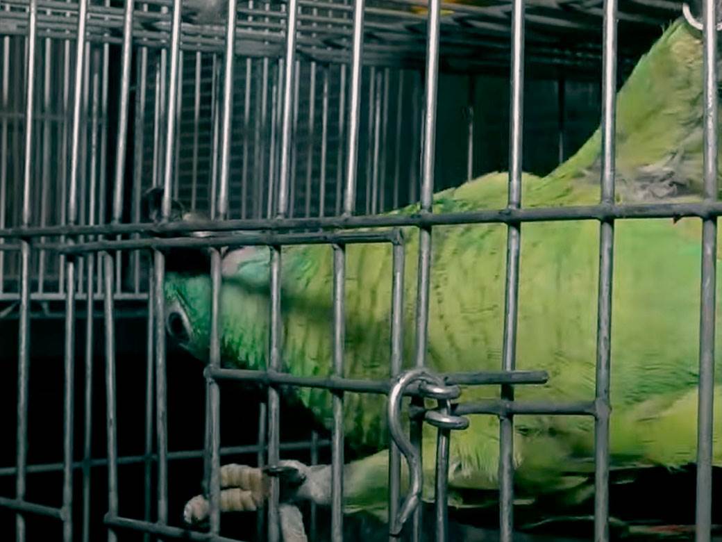 Dragoslav gaji papagaje a evo šta mu kažu svakog jutra