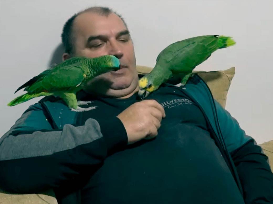 Papagaji koji govore zaječar 2.jpg