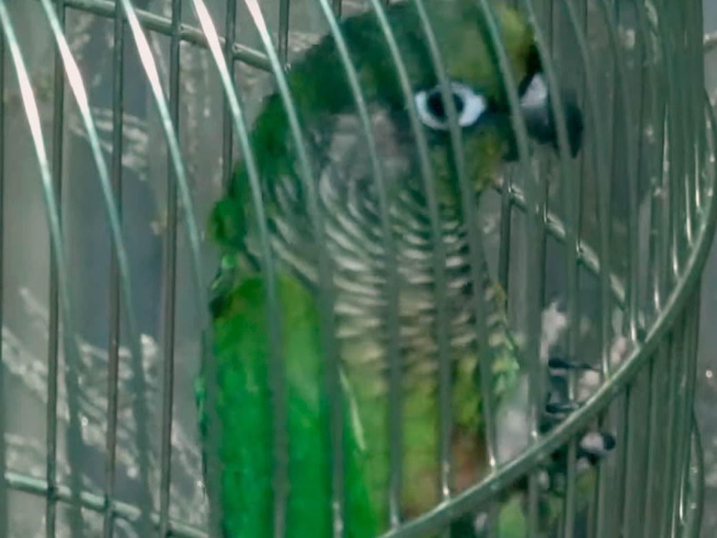 Papagaji koji govore zaječar 13.jpg