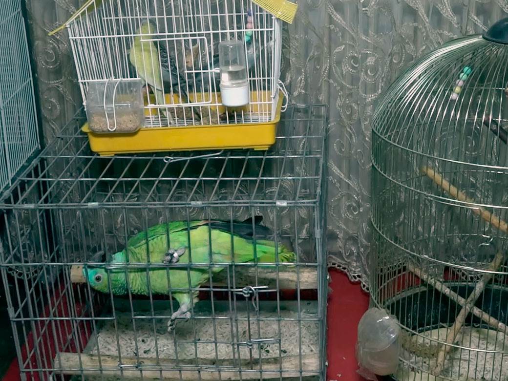 Papagaji koji govore zaječar 12.jpg