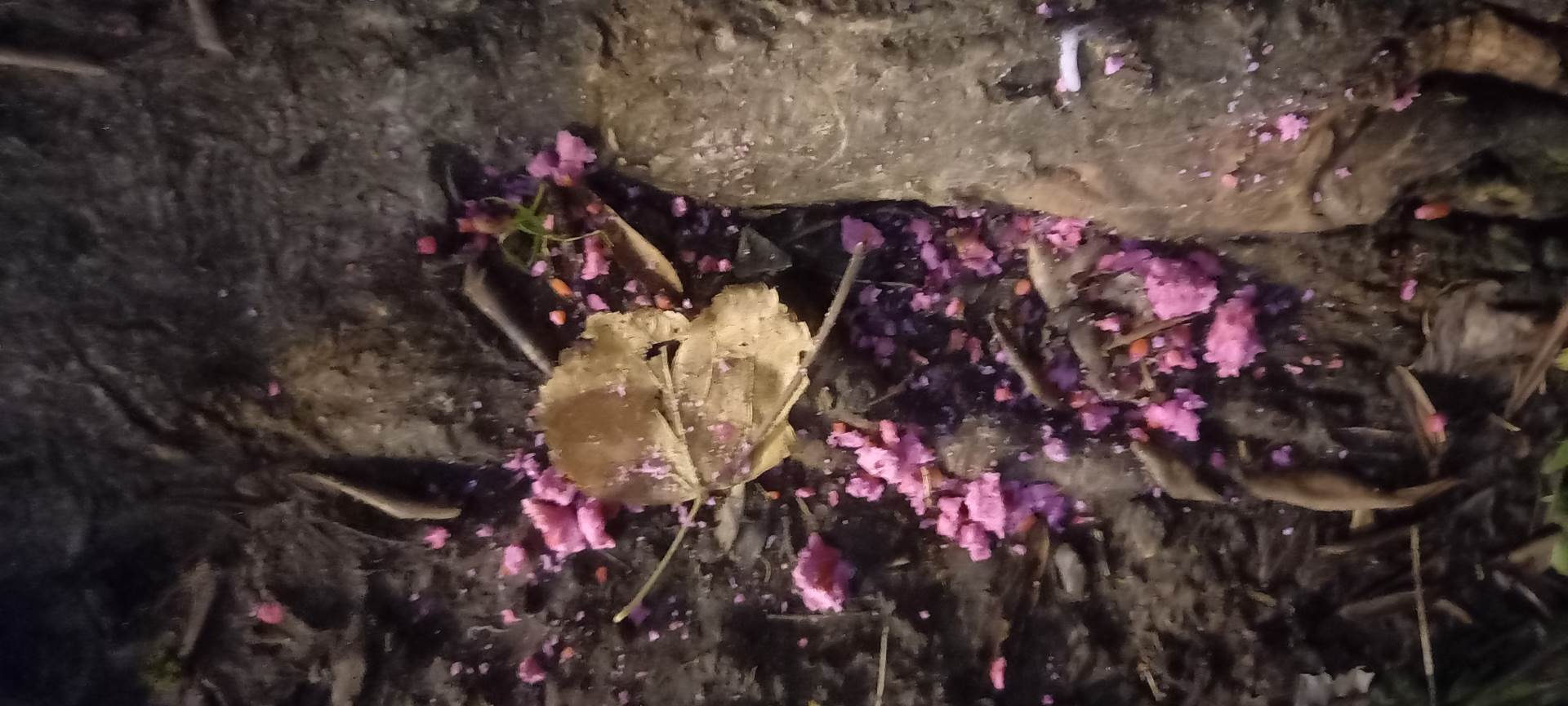 Otrov na zelenoj povrsini u parku.jpg