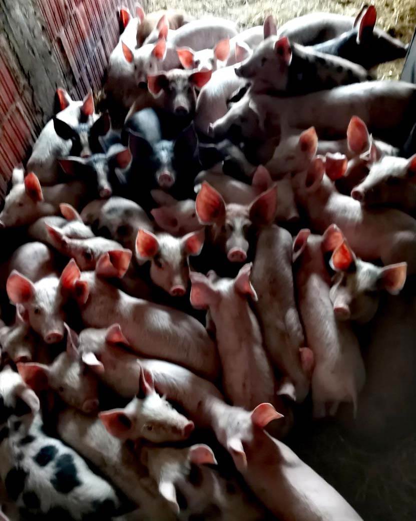 Dragan Jovanović (3).jpg