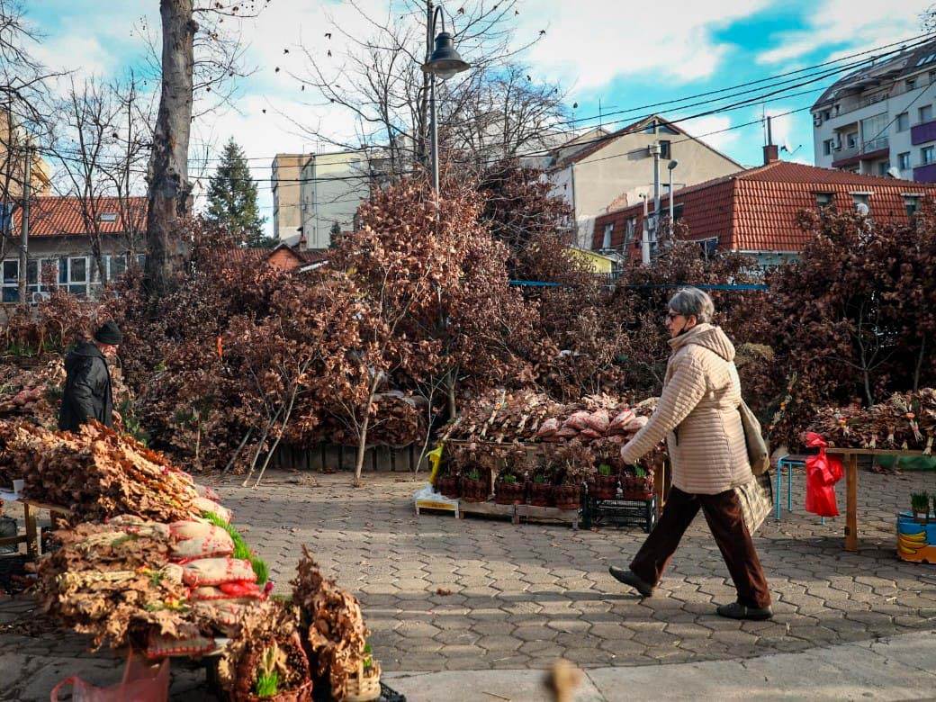 Prodaja badnjaka na Kalenić pijaci