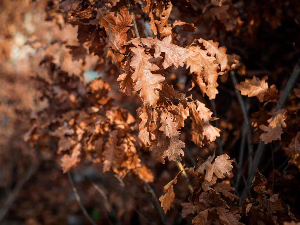 Prodaja badnjaka na Kalenić pijaci