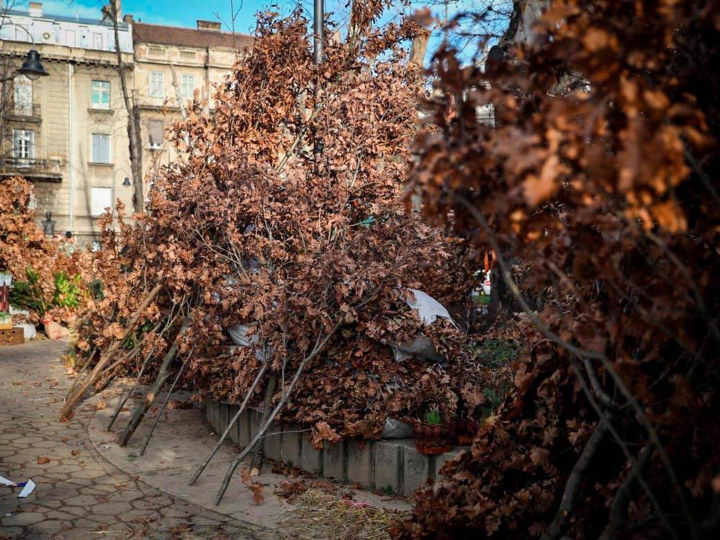 Prodaja badnjaka na Kalenić pijaci