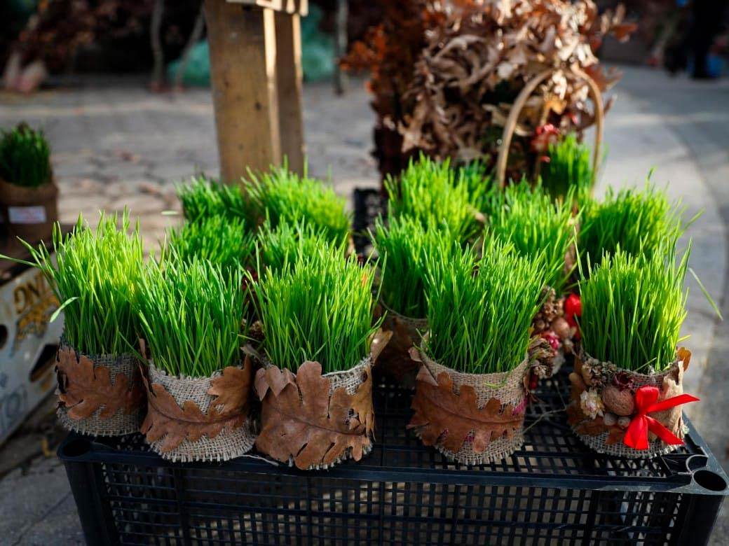 Prodaja badnjaka na Kalenić pijaci