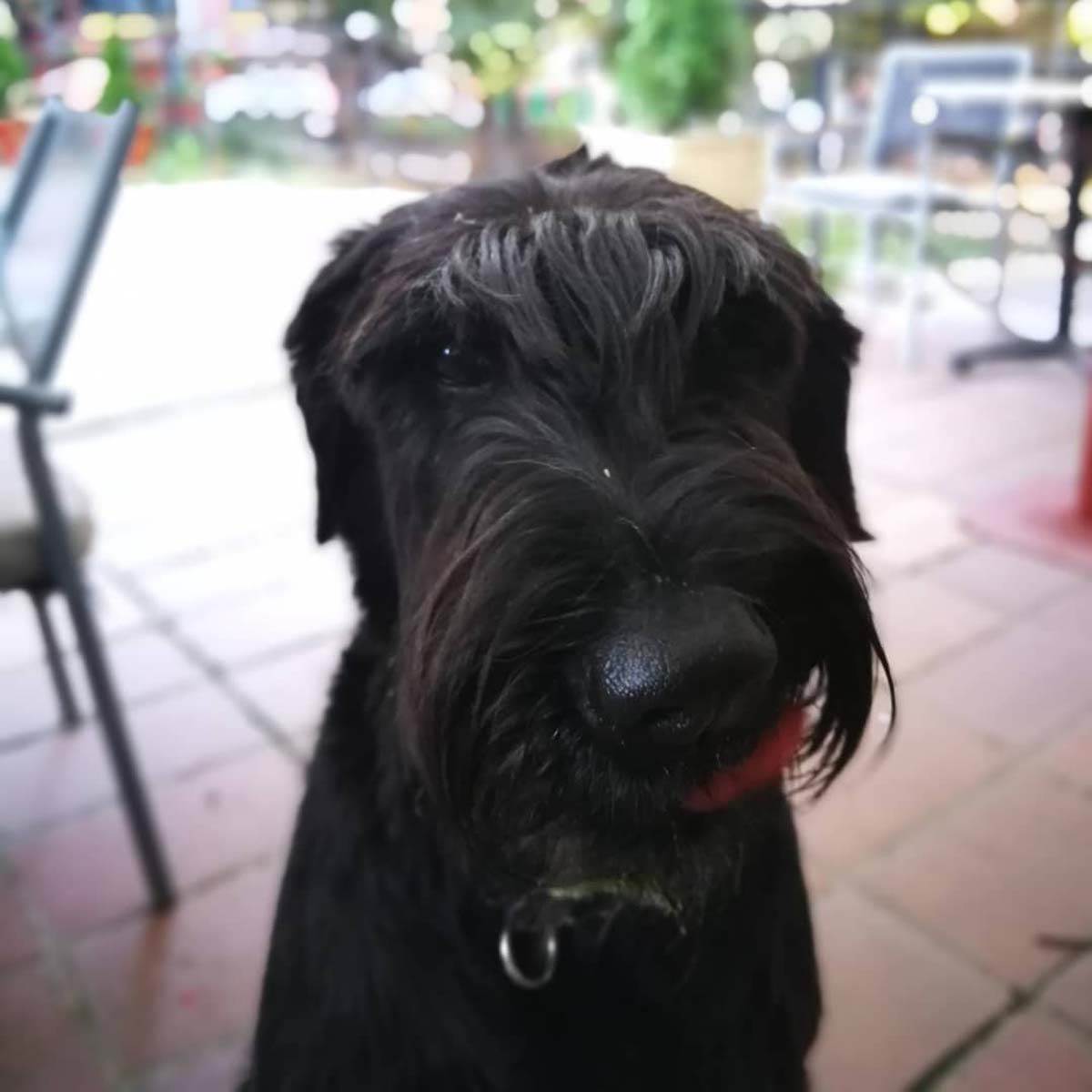 Petar Strugar pas Beta (3).jpg