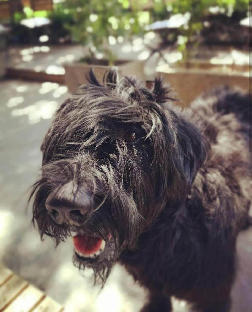 Petar Strugar pas Beta (4).jpg