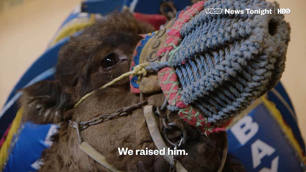 Rvanje Kamila (11).jpg