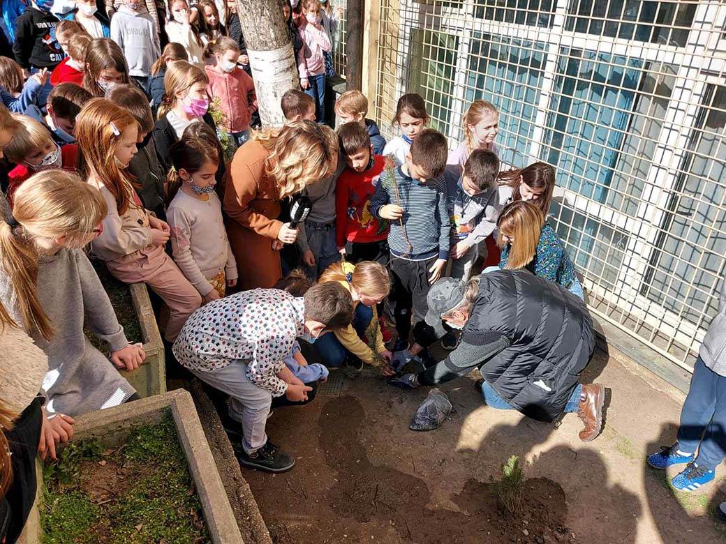 ZAHVALJUJUĆI PROJEKTU „ZASADI DRVO“ DANAS  U SVIM OSNOVNIM ŠKOLAMA U SRBIJI PRVACI SADILI DRVEĆE 