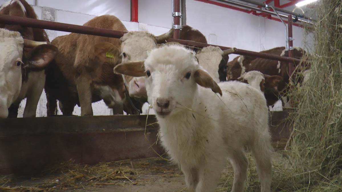 Poljoprivrednik (6).jpg