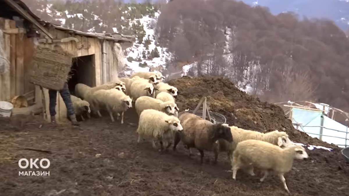 Gorštak, Devojka iz grada (6).jpg