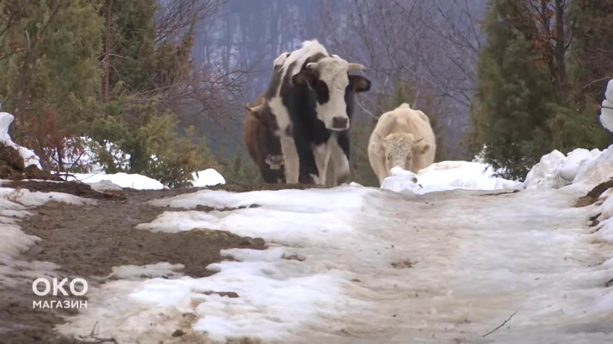 Gorštak, Devojka iz grada (9).jpg