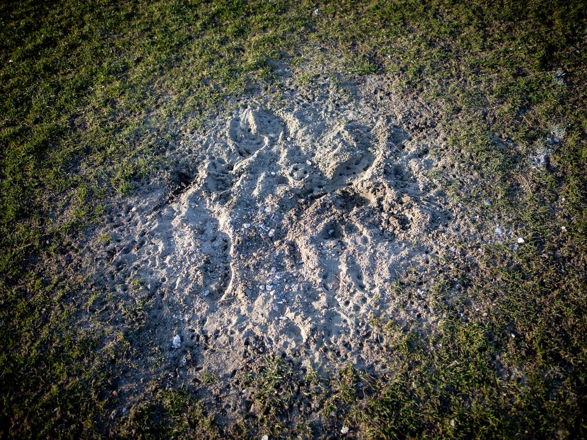 Seoski derbi Crvena zvezda Pavliš Partizan Uljma MONDO reportaža