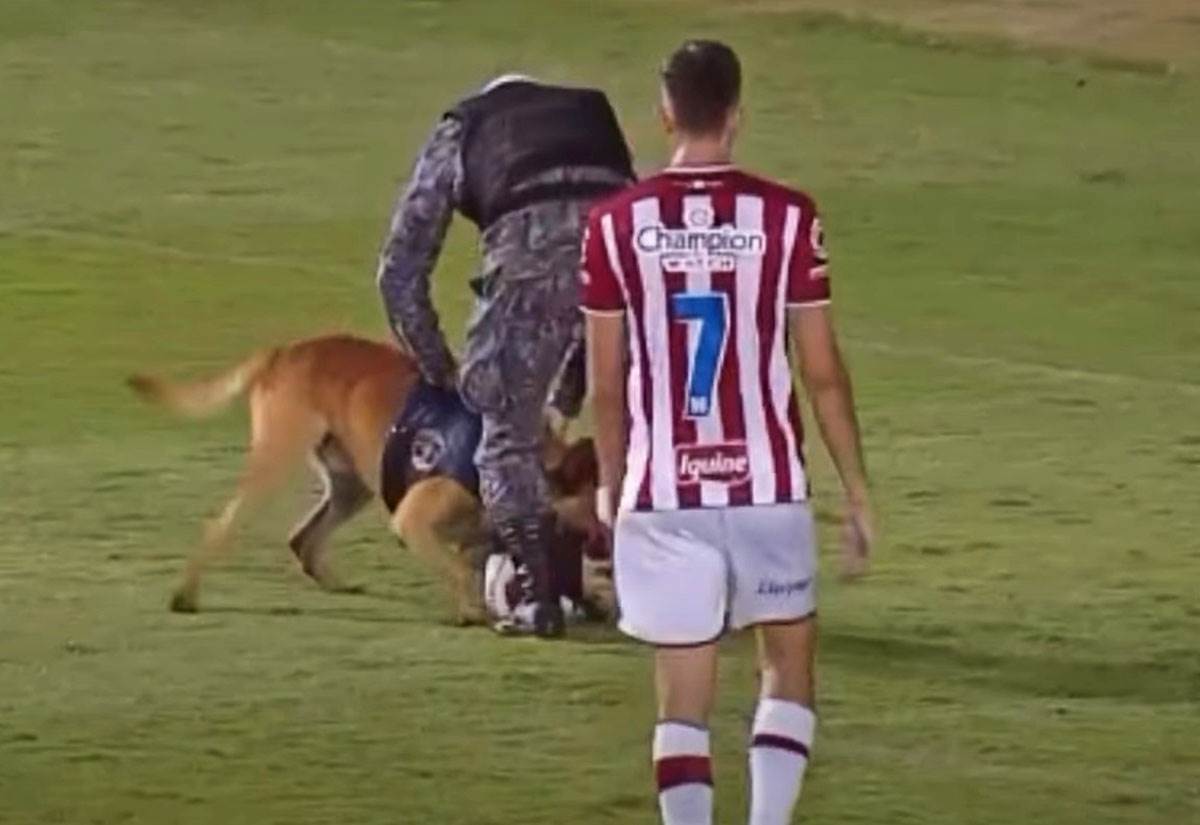 Pas na terenu uzeo loptu (4).jpg