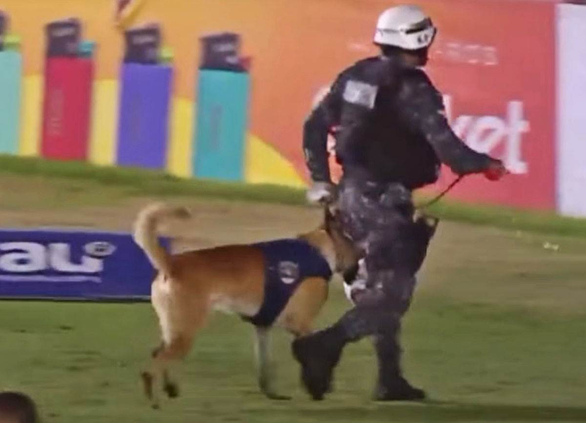 Pas na terenu uzeo loptu (9).jpg