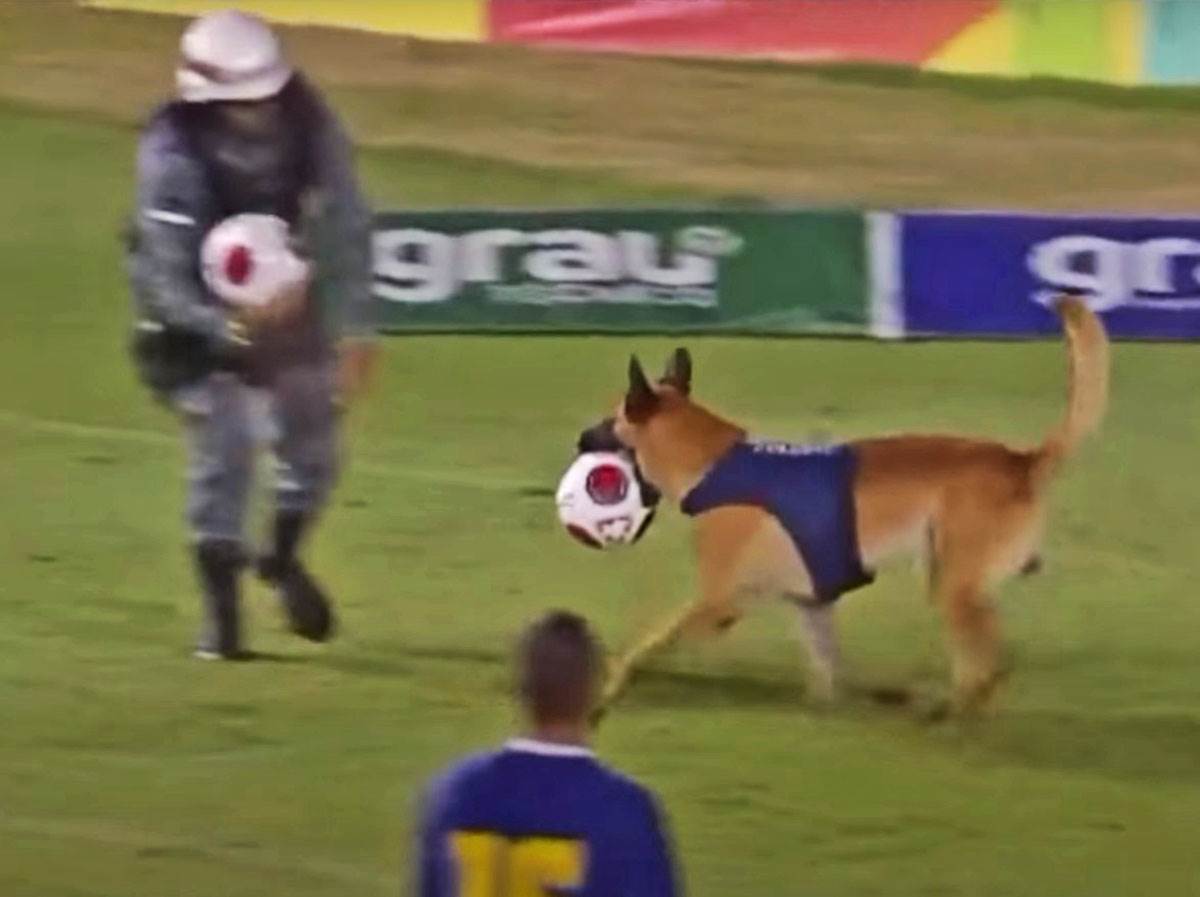 Pas na terenu uzeo loptu (10).jpg