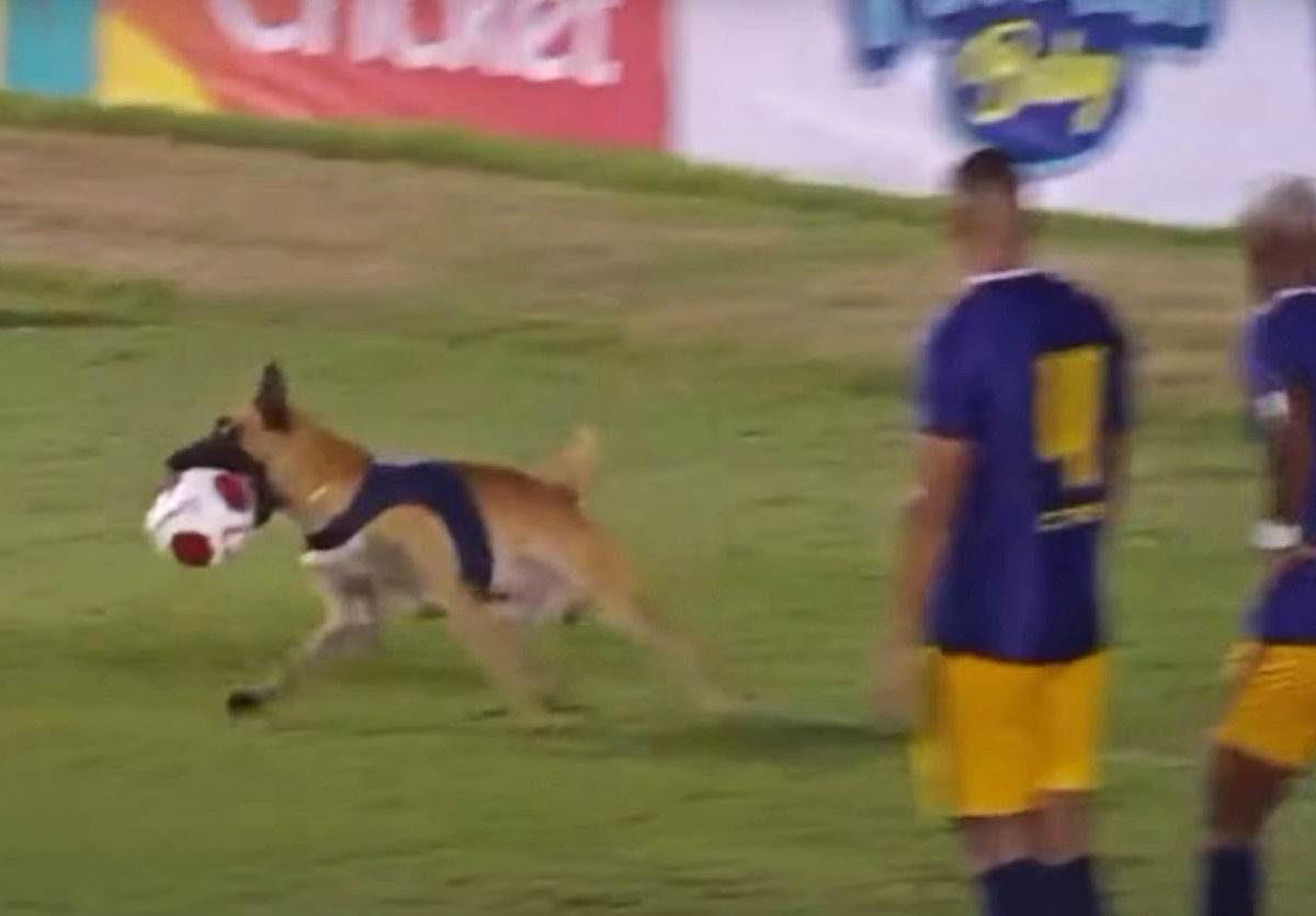 Pas na terenu uzeo loptu (12).jpg